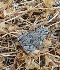 Bufotes cypriensis