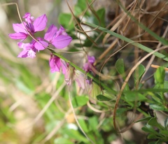 Polygala nicaeensis