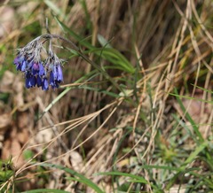 Moltkia suffruticosa