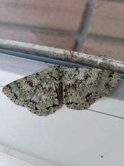 Ophthalmitis herbidaria