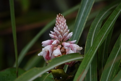 Alpinia shimadae
