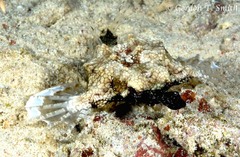 Eurypegasus draconis