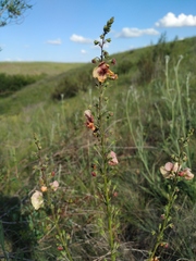 Verbascum × rubiginosum