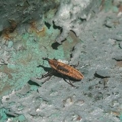 Lixus subtilis