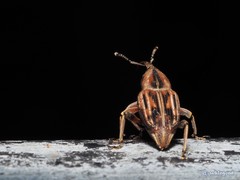 Rhabdoscelus lineaticollis