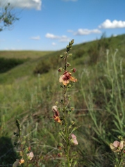Verbascum × rubiginosum