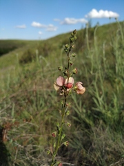 Verbascum × rubiginosum