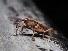 Rhabdoscelus lineaticollis