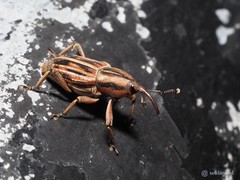 Rhabdoscelus lineaticollis