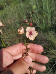 Verbascum × rubiginosum