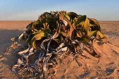 Welwitschia mirabilis image