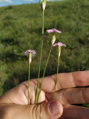 Dianthus polymorphus