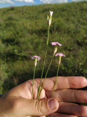 Dianthus polymorphus