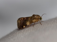 Acontia detrita