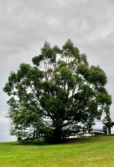 Eucalyptus yarraensis