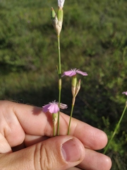 Dianthus polymorphus