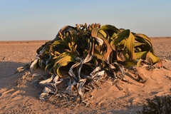 Welwitschia mirabilis image