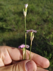 Dianthus polymorphus