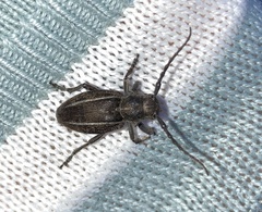 Neodorcadion bilineatum