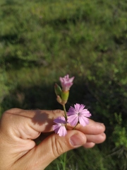 Dianthus polymorphus