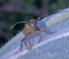 Neodorcadion bilineatum
