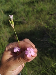 Dianthus polymorphus