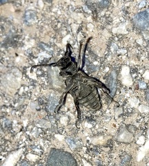 Neodorcadion bilineatum