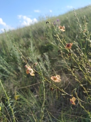 Verbascum × rubiginosum