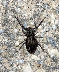 Neodorcadion bilineatum