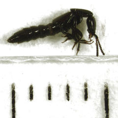 Linosomus socius