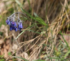 Moltkia suffruticosa