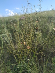 Verbascum × rubiginosum