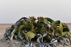 Welwitschia mirabilis image