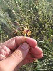 Verbascum × rubiginosum