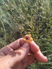 Verbascum × rubiginosum