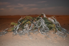 Welwitschia mirabilis image