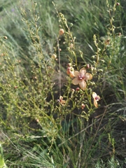 Verbascum × rubiginosum