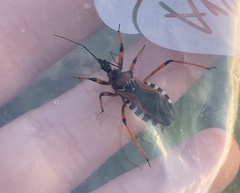 Rhynocoris punctiventris