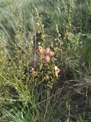 Verbascum × rubiginosum