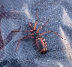 Rhynocoris punctiventris