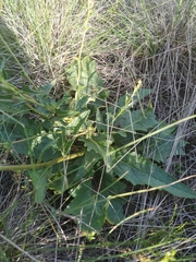 Verbascum × rubiginosum