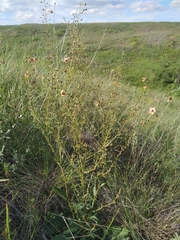 Verbascum × rubiginosum