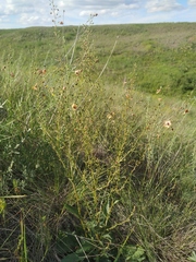 Verbascum × rubiginosum