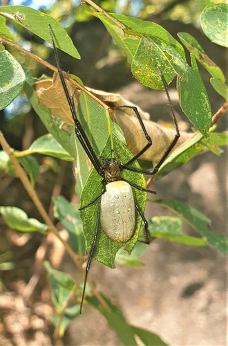 Hairy Golden Orb-weaving Spider