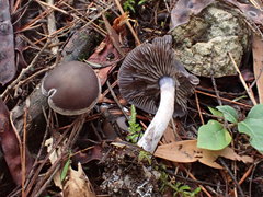 Thaxterogaster submagellanicus