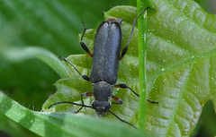 Grammoptera abdominalis