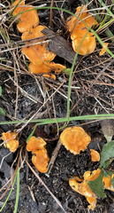 Cantharellus concinnus