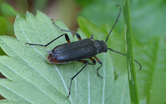 Grammoptera abdominalis