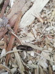 Selatosomus aeneus