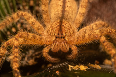 Heteropoda davidbowie